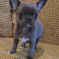 Baikalas, a male Chihuahua for sale in Tifton, GA – Photo 6 of 10
