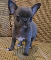 Baikalas, a male Chihuahua for sale in Tifton, GA – Photo 6 of 10