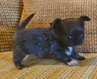 Aiden , a male Chihuahua for sale in Tifton, GA – 7 of 10