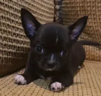 processed/497a8b61-6c40-4715-9df2-79b0f54078b9/listing/d07a1b45-3f5f-499b-8188-909dde396fc6/334516bf-58e9-42b6-8a44-afbe1b24790b