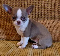 Ariella , a female Chihuahua for sale in Tifton, GA – 3 of 10