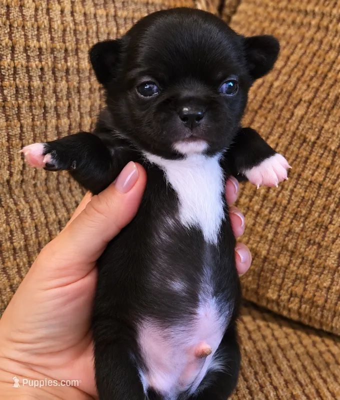 Caviar – Chihuahua puppy for sale in Tifton, GA