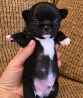 Caviar, a male Chihuahua for sale in Tifton, GA – 1 of 5