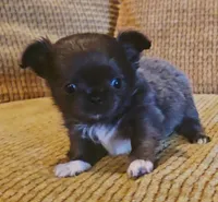 Aiden , a male Chihuahua for sale in Tifton, GA – 3 of 10