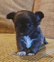 Aiden , a male Chihuahua for sale in Tifton, GA – 5 of 10