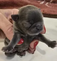 Arabella , a female Chihuahua for sale in Tifton, GA – 2 of 2