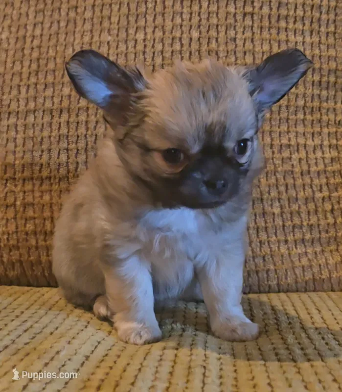 Ariana – Chihuahua puppy for sale in Tifton, GA