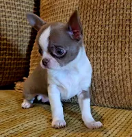 Ariella , a female Chihuahua for sale in Tifton, GA – 7 of 10