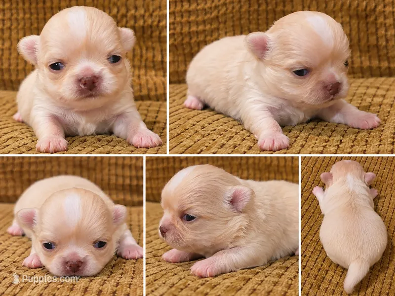 Enrika – Chihuahua puppy for sale in Tifton, GA