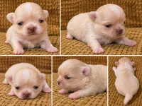 Enrika, a female Chihuahua for sale in Tifton, GA – 1 of 5