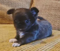 Aiden , a male Chihuahua for sale in Tifton, GA – 2 of 10
