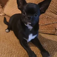 Baron, a male Chihuahua for sale in Tifton, GA – Photo 2 of 3