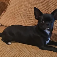 Baron, a male Chihuahua for sale in Tifton, GA – Photo 1 of 3