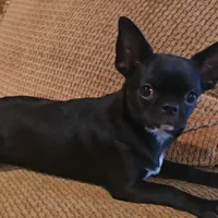 Baron, a male Chihuahua for sale in Tifton, GA – Photo 3 of 3