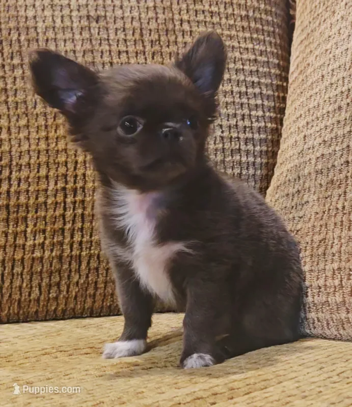 Aiden  – Chihuahua puppy for sale in Tifton, GA