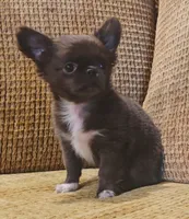 Aiden , a male Chihuahua for sale in Tifton, GA – 1 of 10