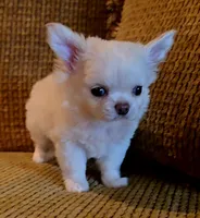 Dajavu, a female Chihuahua for sale in Tifton, GA – 7 of 10