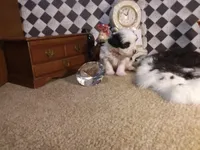 Yorkie Boy 1 AKC ♥, a male Yorkshire Terrier for sale in Austin, TX – Photo 3 of 9