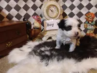 Yorkie Boy 1 AKC ♥, a male Yorkshire Terrier for sale in Austin, TX – Photo 2 of 9