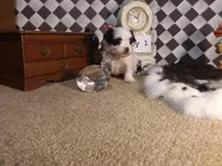 Yorkie Boy 1 AKC ♥, a male Yorkshire Terrier for sale in Austin, TX – Photo 5 of 9