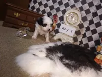 Yorkie Boy 1 AKC ♥, a male Yorkshire Terrier for sale in Austin, TX – Photo 1 of 9