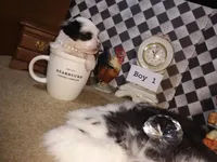 Yorkie Boy 1 AKC ♥, a male Yorkshire Terrier for sale in Austin, TX – Photo 6 of 9