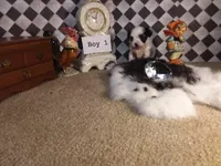 Yorkie Boy 1 AKC ♥, a male Yorkshire Terrier for sale in Austin, TX – Photo 4 of 9