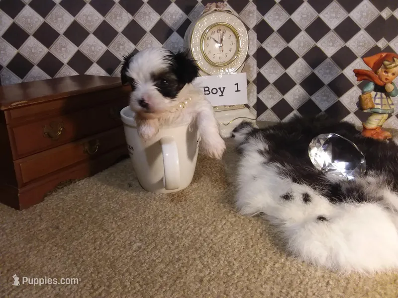Yorkie Boy 1 AKC ♥ – Yorkshire Terrier puppy for sale in Austin, TX