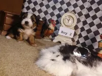 Yorkie Boy 2 AKC ♥, a male Yorkshire Terrier for sale in Austin, TX – Photo 3 of 8