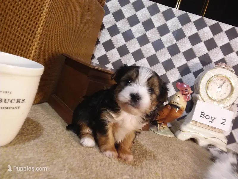 Yorkie Boy 2 AKC ♥ – Yorkshire Terrier puppy for sale in Austin, TX