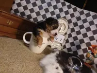 Yorkie Boy 2 AKC ♥, a male Yorkshire Terrier for sale in Austin, TX – Photo 4 of 8