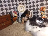 Yorkie Boy 2 AKC ♥, a male Yorkshire Terrier for sale in Austin, TX – Photo 5 of 8