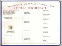 Yorkie Boy 2 AKC ♥, a male Yorkshire Terrier for sale in Austin, TX – Photo 6 of 8