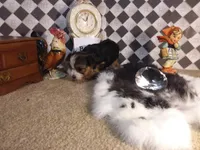 Yorkie Boy 2 AKC ♥, a male Yorkshire Terrier for sale in Austin, TX – Photo 2 of 8