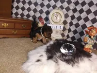 Yorkie Girl 1 AKC ♥ , a female Yorkshire Terrier for sale in Austin, TX – Photo 2 of 8