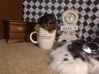 Yorkie Girl 1 AKC ♥ , a female Yorkshire Terrier for sale in Austin, TX – Photo 4 of 8