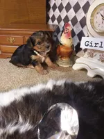 Yorkie Girl 1 AKC ♥ , a female Yorkshire Terrier for sale in Austin, TX – Photo 5 of 8