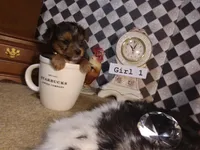 Yorkie Girl 1 AKC ♥ , a female Yorkshire Terrier for sale in Austin, TX – Photo 1 of 8