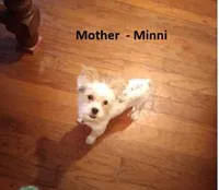 Yorkie Girl 1 AKC ♥ , a female Yorkshire Terrier for sale in Austin, TX – Photo 7 of 8