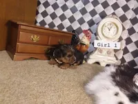Yorkie Girl 1 AKC ♥ , a female Yorkshire Terrier for sale in Austin, TX – Photo 3 of 8