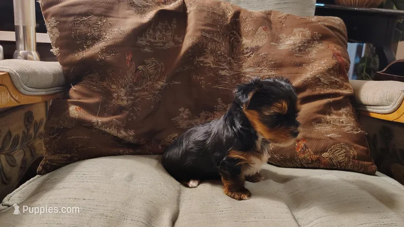 Yorkie Boy1 AKC ♥ – Yorkshire Terrier puppy for sale in Austin, TX