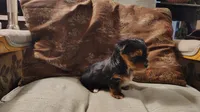 Yorkie Boy1 AKC ♥, a male Yorkshire Terrier for sale in Austin, TX – Photo 1 of 6