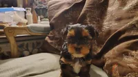 Yorkie Boy1 AKC ♥, a male Yorkshire Terrier for sale in Austin, TX – Photo 3 of 6