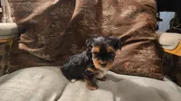 Yorkie Boy1 AKC ♥, a male Yorkshire Terrier for sale in Austin, TX – Photo 2 of 6
