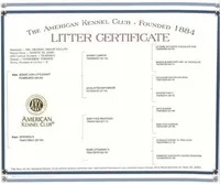 Yorkie Girl 1 AKC ♥ , a female Yorkshire Terrier for sale in Austin, TX – Photo 7 of 8