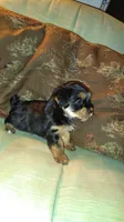 Yorkie Girl 1 AKC ♥ , a female Yorkshire Terrier for sale in Austin, TX – Photo 1 of 8