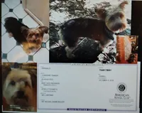 Yorkie Girl 1 AKC ♥ , a female Yorkshire Terrier for sale in Austin, TX – Photo 8 of 8