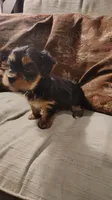 Yorkie Girl 1 AKC ♥ , a female Yorkshire Terrier for sale in Austin, TX – Photo 3 of 8