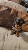 Yorkie Girl 1 AKC ♥ , a female Yorkshire Terrier for sale in Austin, TX – Photo 5 of 8