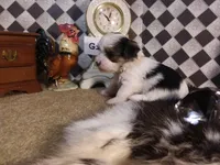 Yorkie Girl 3 AKC ♥, a female Yorkshire Terrier for sale in Austin, TX – Photo 6 of 9